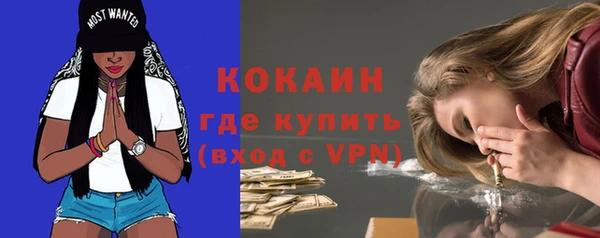 сатива Новозыбков